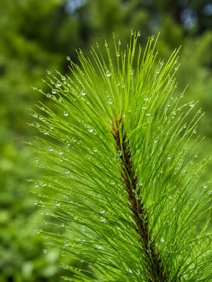 Pinus kesiya, 250 Samen, Luzon-Kiefer, Khasi Kiefer, Benguet Kiefer