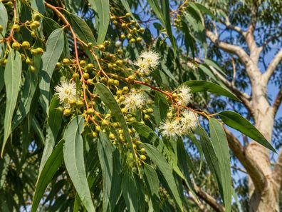 Eucalyptus citriodora, 100 Samen, Zitroneneucalyptus, Duft-Gummi, Corymbia