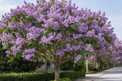 Blauglockenbaum Paulownia tomentosa, Kiribaum, 20000 Samen