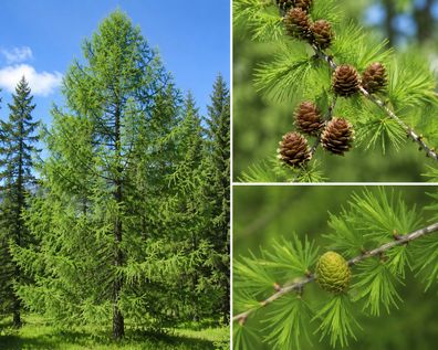 Larix gmelinii var. gmelinii, 250 Samen, Dahurische Lärche, Gmelins Lärche