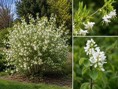 Lonicera fragrantissima, 200 Samen, Wohlriechende Duft-Heckenkirsche