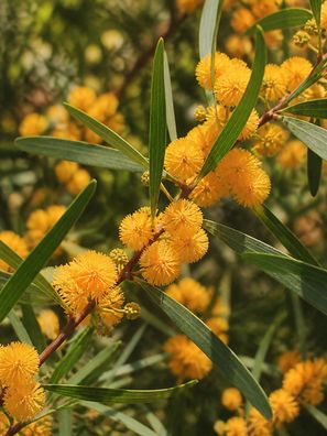 Acacia confusa, 500 Samen Taiwan-Akazie, Kleine Formosa Akazie