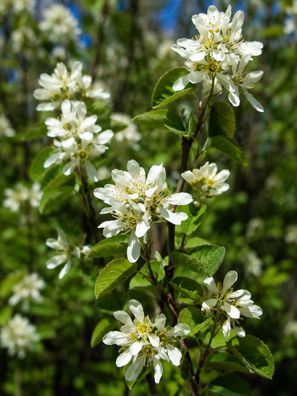 Amelanchier utahensis 50 Samen, Utah Felsenbirne, Utah Servicebeere