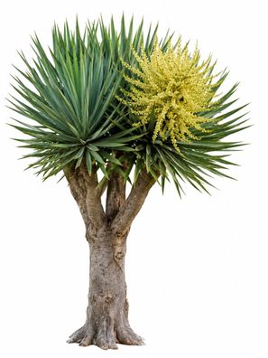 Dracaena draco 25 Samen, Echter Kanarischer Drachenbaum
