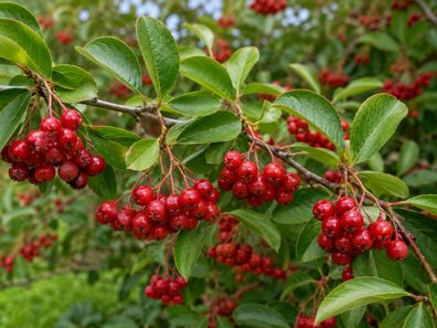 Aronia arbutifolia, 500 Samen, Rote Aroniabeere / Apfelbeere, filzige Apfelbeere