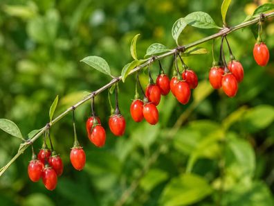 Lycium barbarum, 5000 Samen, Goji Beere, Wolfsbeere, Gemeiner Bocksdorn