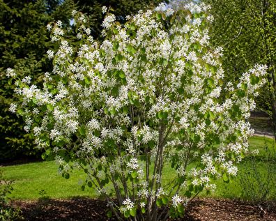Amelanchier ovalis / rotundifolia, 50 Samen Rundblättrige / Echte Felsenbirne
