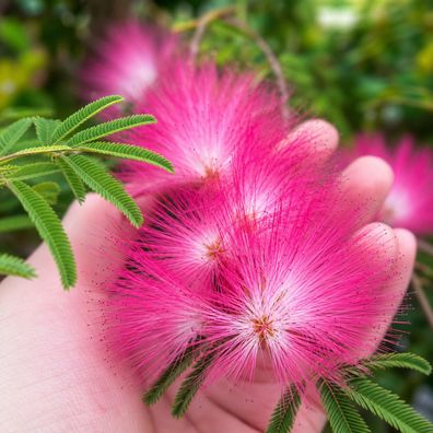 Albizia julibrissin, 250 Samen Seidenbaum, Schlafbaum Seidenakazie, Seidenmimose