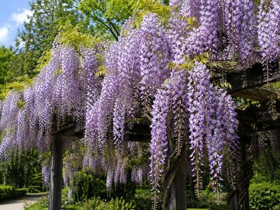 Wisteria floribunda, 10 Samen, Japanische Wisteria, Japanischer Blauregen