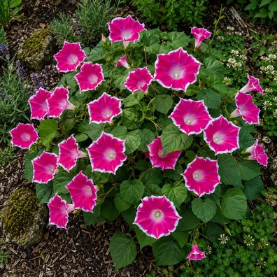 Ipomoea nil Red Picotee, Trichterwinde, Japanische Prunkwinde 50 Samen