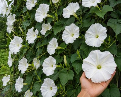 Ipomoea alba noctiflora, Mondwinde, Mondblume, weiße Trichterwinde, 50 Samen
