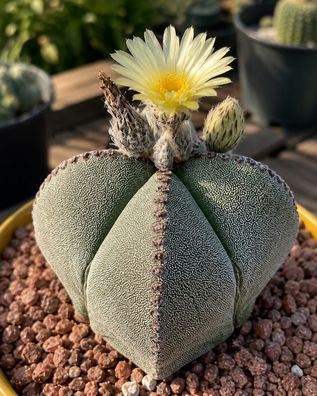 Astrophytum myriostigma, 100 Samen, Kaktus, Bischofsmütze, Kaktussamen