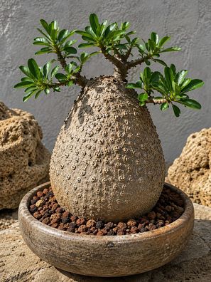 Fockea edulis, 30 Samen, exotische Caudexpflanze aus Namibia, Hottentottenbrot