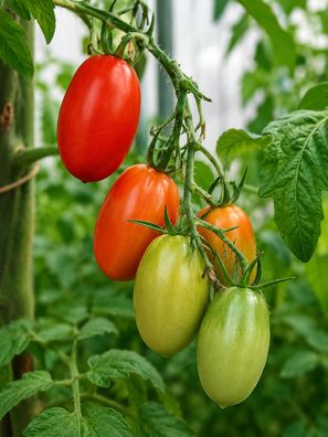 Tomatensamen 'Roma' 250 Samen, Saucentomate, Pflaumentomate, samenfeste Tomate