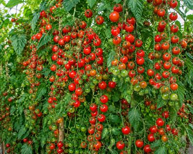Tomatensamen 'Sweetie' 100 Samen Cherrytomate Rispentomate, samenfeste Tomate
