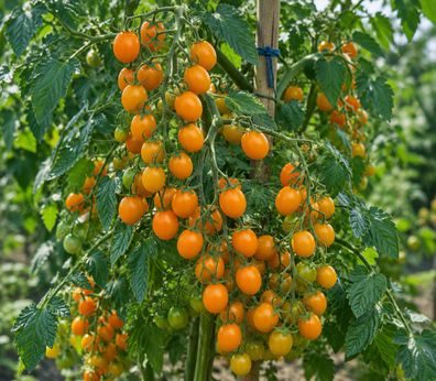 Galapagos Tomate, 100 Samen, Solanum cheesemanii, Galapagostomate, Wildtomate