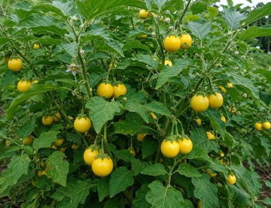 Solanum melongena "Thai Yellow", 100 Samen, Gelbe Thai Aubergine
