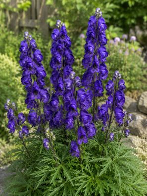 Aconitum napellus, 100 Samen Blauer Eisenhut, Mönchskappe, Sturmhut Gifthut