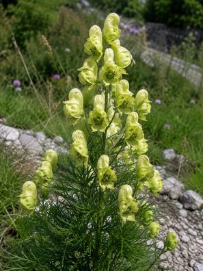 Aconitum anthora, 250 Samen Gelber Eisenhut, Gift-Eisenhut