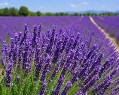 10.000 Samen Echter Lavendel Lavandula angustifolia officinalis Duftlavendel