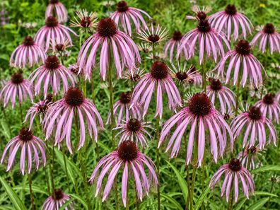 Echinacea pallida, 250 Samen, Prärie-Igelkopf, Blassblütiger Sonnenhut