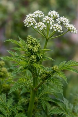 Conium maculatum, 50 Samen, Gefleckter Schierling, Poison Hemlock