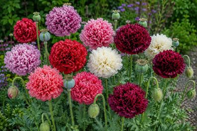 Papaver somniferum paeniflorum, 10.000 Samen, Päonienmohn, Pfingstrosenmohn