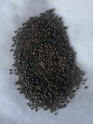 Papaver somniferum Lilac Pompom, 10.000 Samen Echter Schlafmohn Mohnblume