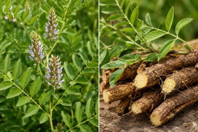 Glycyrrhiza glabra, Süßholz, Lakritz, 100 Samen