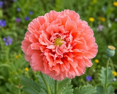 Papaver somniferum Rose Paeony, 10.000 Samen Echter Schlafmohn Mohnblume