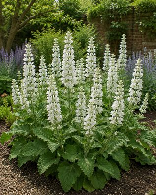 Salvia mellifera, 200 Samen, Kalifornischer Schwarzer Salbei, sehr aromatisch