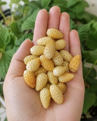 Fragaria vesca 'Yellow Cream' 5.000 Samen, Gelbfrüchtige Walderdbeere