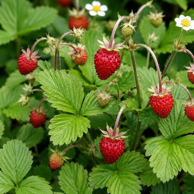 Fragaria vesca var. semperflorens 'Alexandria' 2000 Samen, Monats-Erdbeere