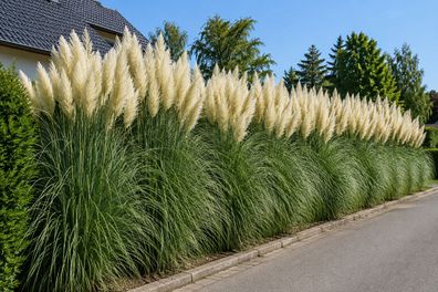 Cortaderia selloana weiß, 1000 Samen, Ziergras, Amerikanisches Pampasgras