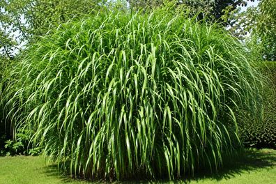 Pennisetum purpureum Schumach. 1000 Samen, Napiergras, Elefantengras