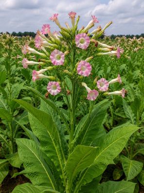 Nicotiana tabacum, 50.000 Samen, Echter Virginia Rauchtabak, Tabak, Tabakpflanze