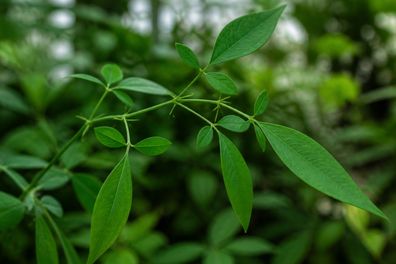 Codariocalyx motorius, 25 Samen, Desmodium gyrans Tanzende Telegraphenpflanze