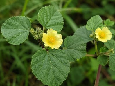 Sida cordifolia, Bala, Sandmalve, 10.000 Samen, Sidakraut, Indische Malve