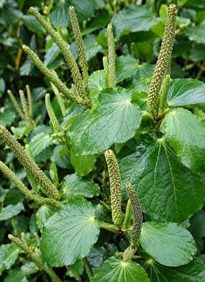 Macropiper excelsum, 30 Samen, Kawakawa, Maori-Kava