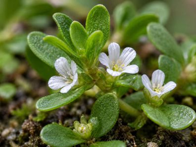 Bacopa monnieri, 10.000 Samen, Indisches Brahmi, Kleines Fettblatt, Wasserhyssop
