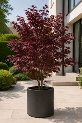 Acer palmatum Atropurpureum 30 cm Roter Faecherahorn Japanischer Ahorn