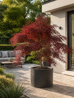 Acer palmatum Royal Garnet Japanischer Ahorn roter Faecherahorn ca 30 cm