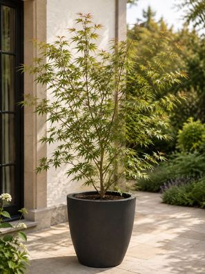 Acer palmatum Seiryu 30 cm Japanischer Faecherahorn Schlitzahorn Garten Kuebel