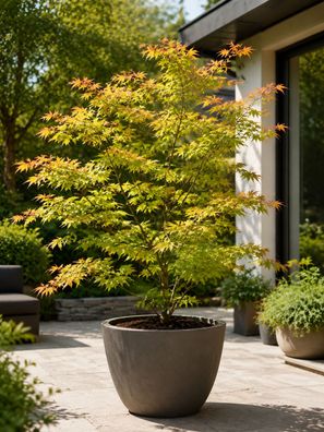 Acer palmatum Orange Dream Japanischer Ahorn Faecherahorn ca 30 cm