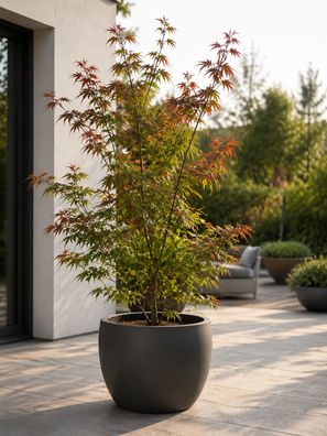 Acer palmatum Phoenix ca. 30 cm Japanischer Faecherahorn roter Zierahorn