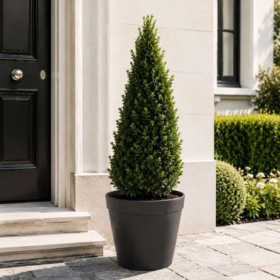 Ilex crenata Jenny Pyramide 50-60 cm Japanische Stechpalme Buchsbaum Ersatz