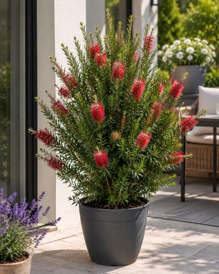 Callistemon Captain Cook 80-100 cm Zylinderputzer Pfeifenputzerstrauch Rot
