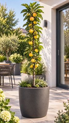 Saeulenapfel Gold Sensation Malus domestica Obstbaum 130 bis 160 cm