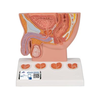 3B Scientific Prostata-Modell halbe Lebensgröße K41 auf Sockel Anatomie