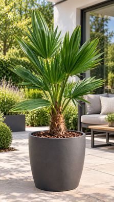 Trachycarpus Wagnerianus Wagners Hanfpalme winterhart ca 25 cm im Topf